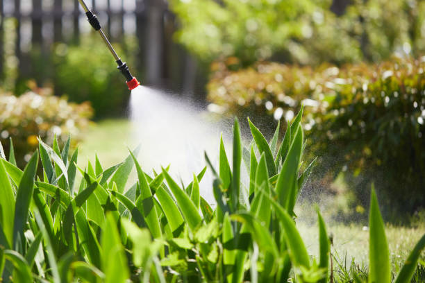 24/7 Emergency Termite Control experts in Hammond, LA